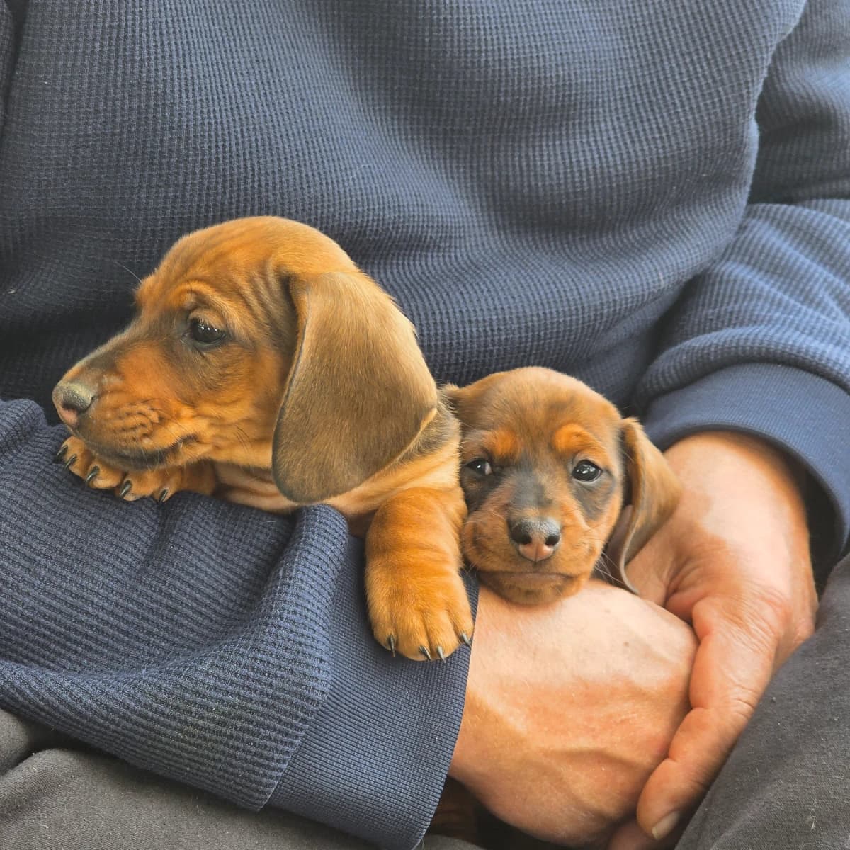 WEENIES OF PARADISE