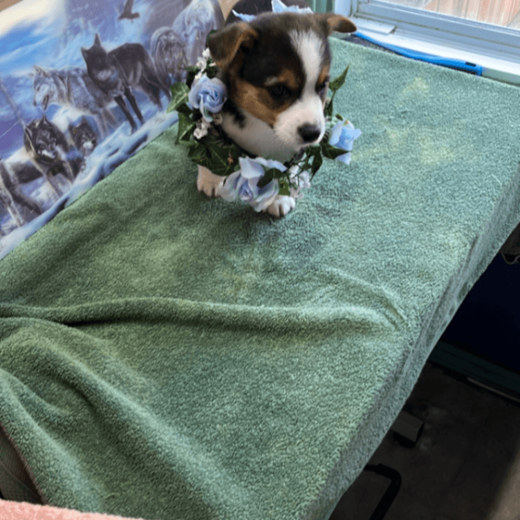 Corgi