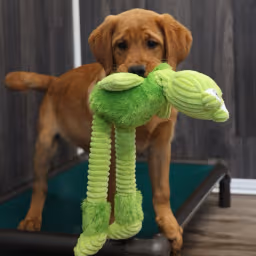 Leo -Goldador Pups