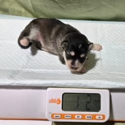 F3 pomsky puppy