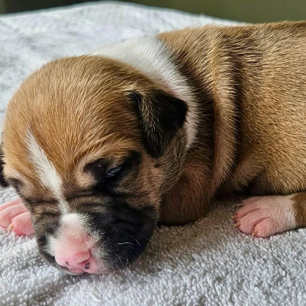 American Staffordshire Terrier Males