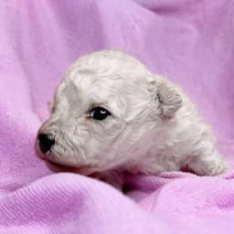 1 Bichon Frise Boy