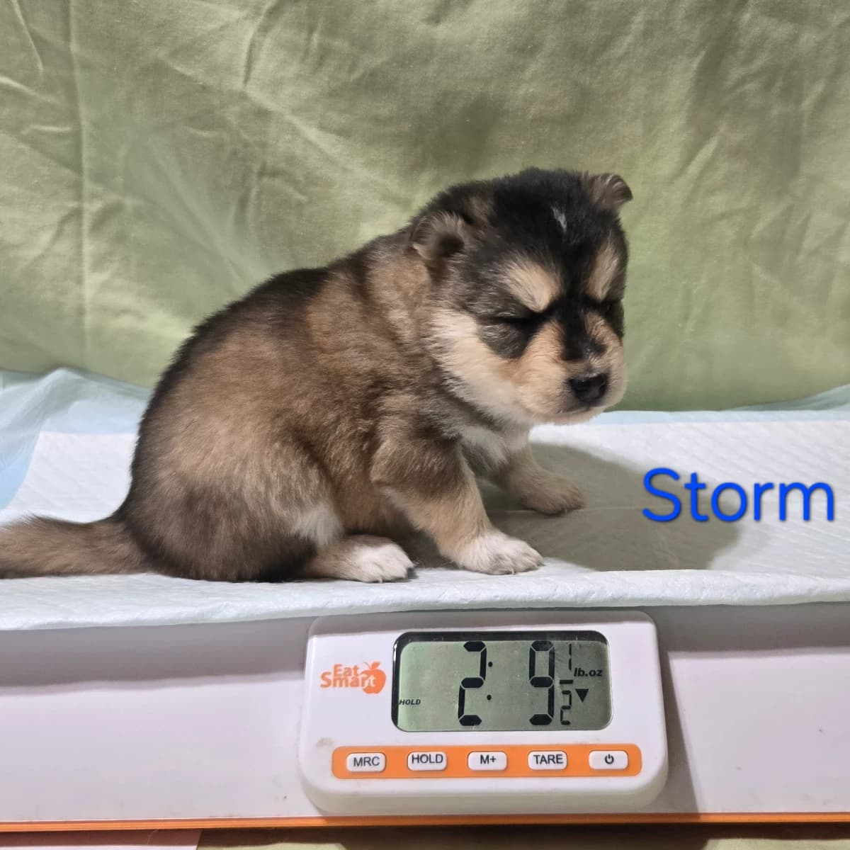 F3 pomsky puppy