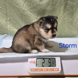 F3 pomsky puppy