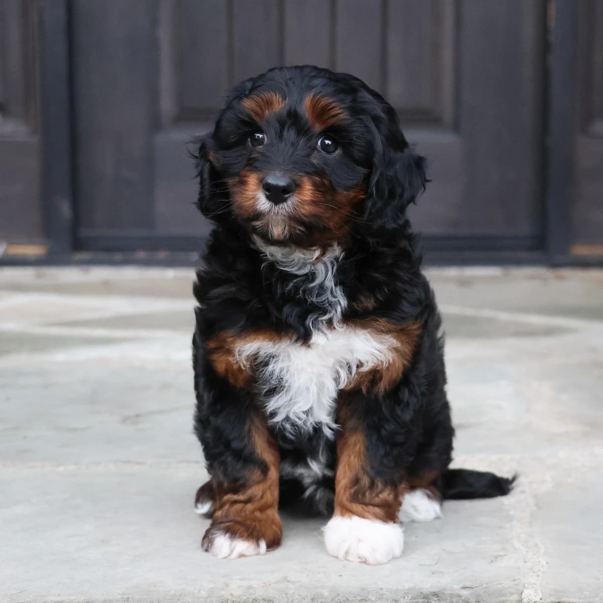 Tiny Multigen Aussiedoodle (15-20 lbs)