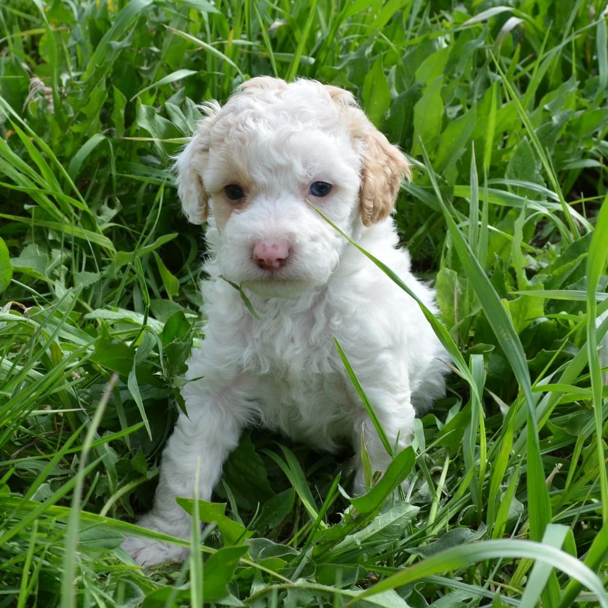 Benson