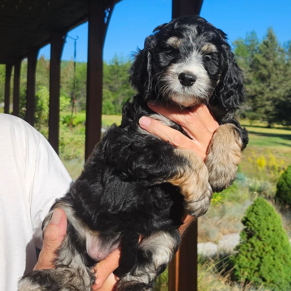 DNA tested Bernedoodles