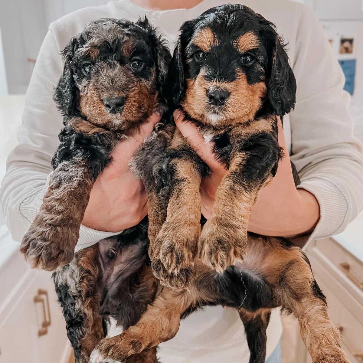 Mini Aussiedoodle Puppies
