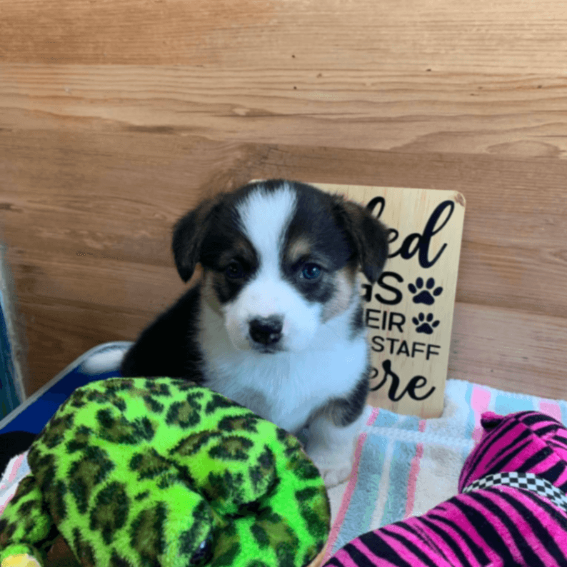 Corgi