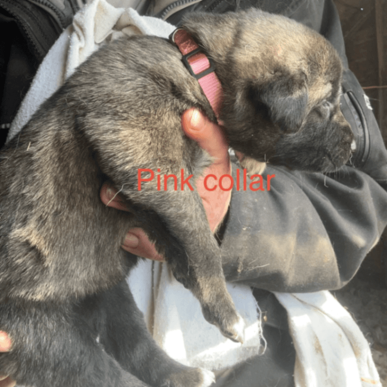 Pink collar female