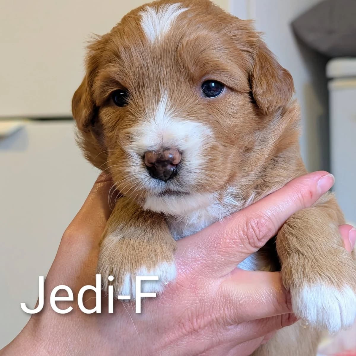 Élevage Pattes d'ours _ Jedi (orange)