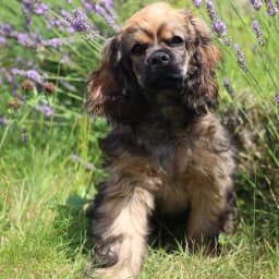 American Cocker Spaniel ~Snax