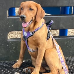 Juno -Golden Retriever/Labrador Retriever Cross