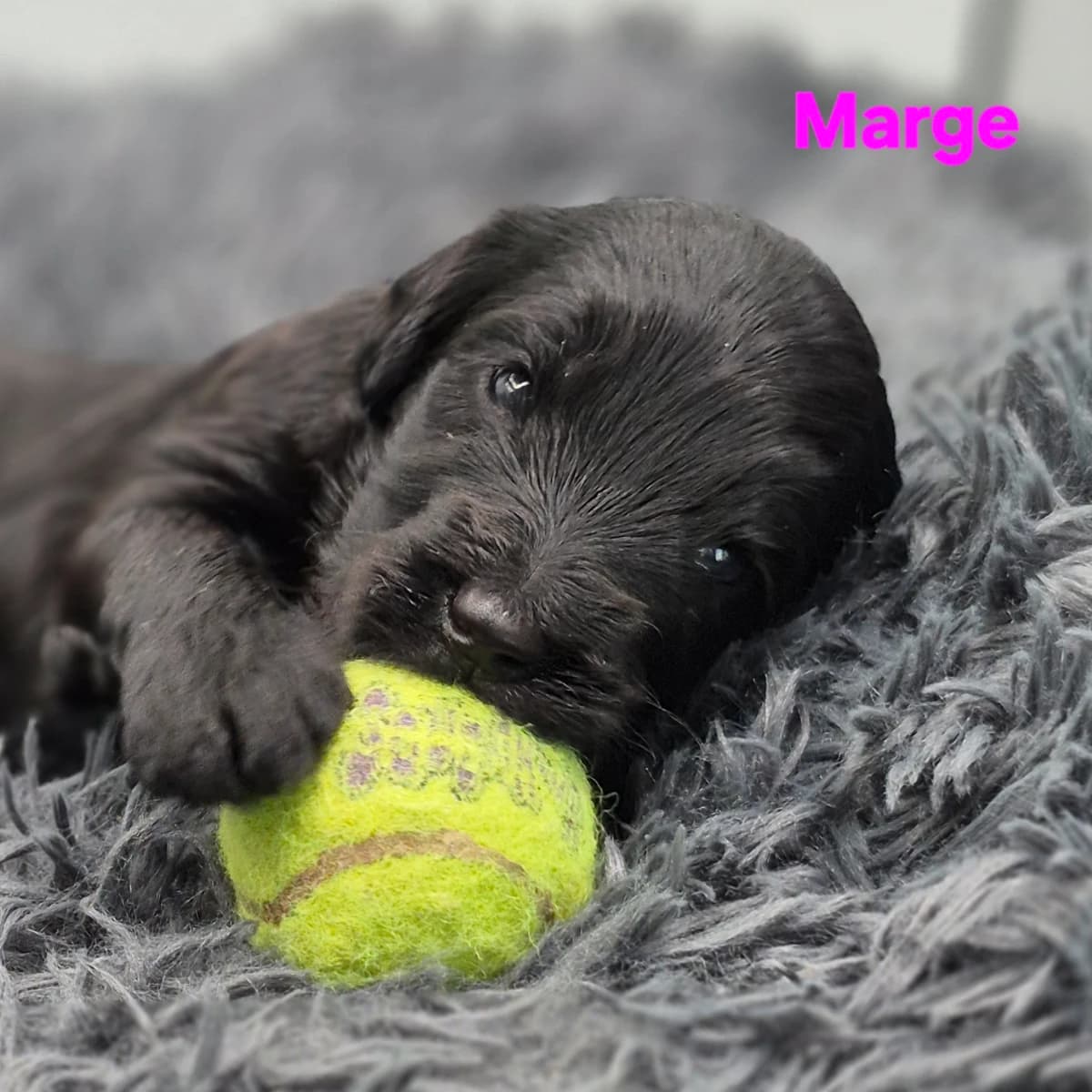 Labradoodle Puppies are here!