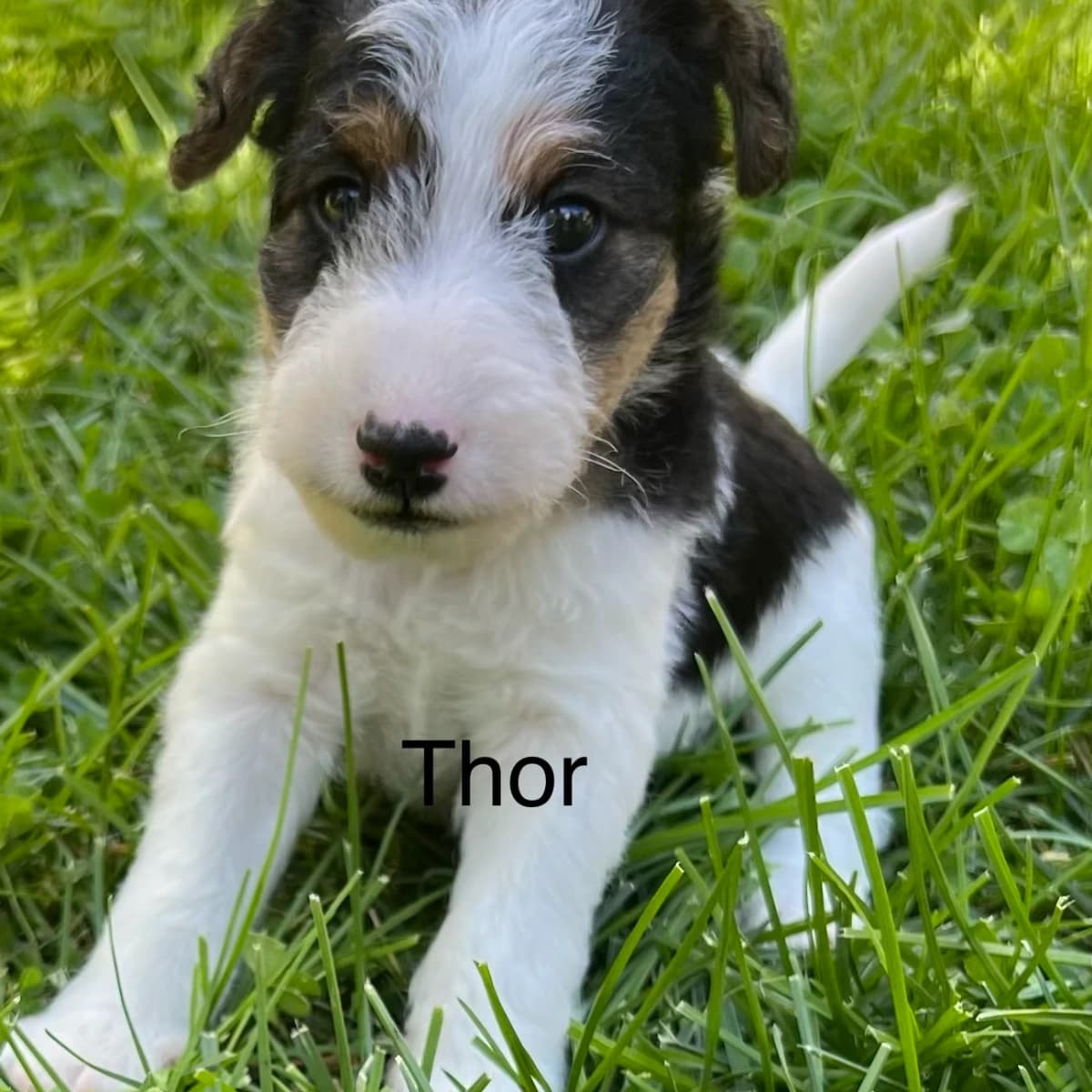Wirehaired Fox terrier Thor