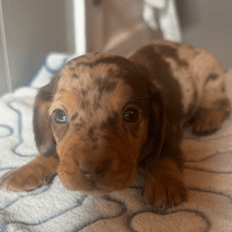 Miniature Dachshund