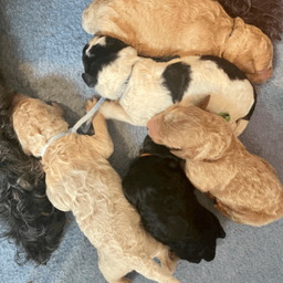 F1BB Labradoodle Puppies