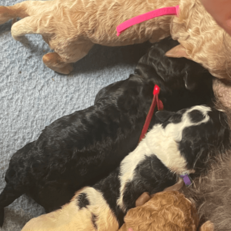 F1BB Labradoodle Puppies