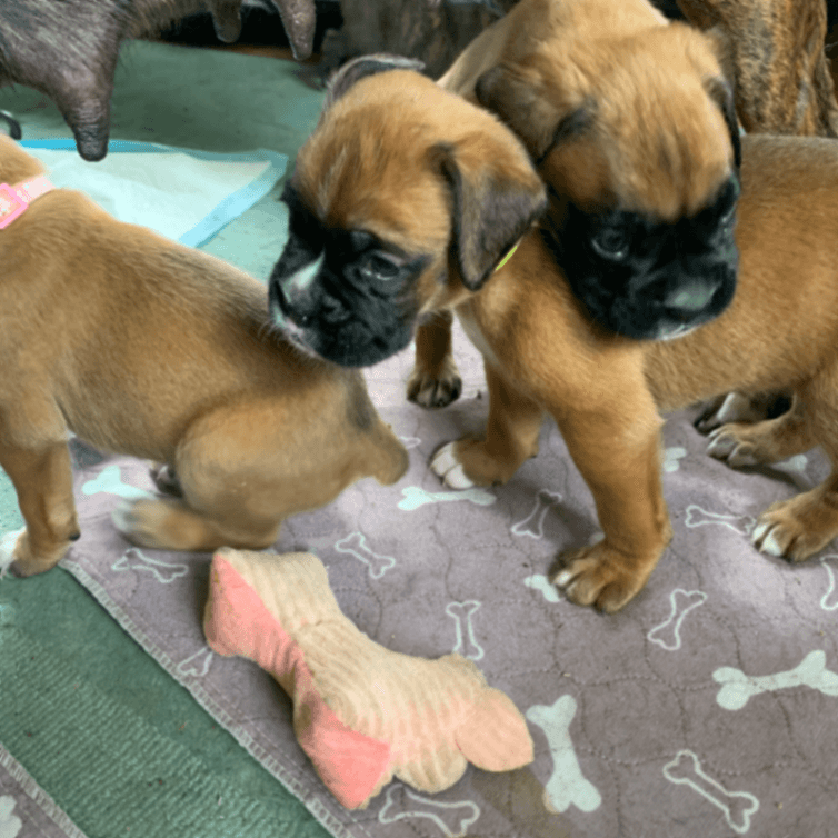 Boxer puppies 4 weeks old