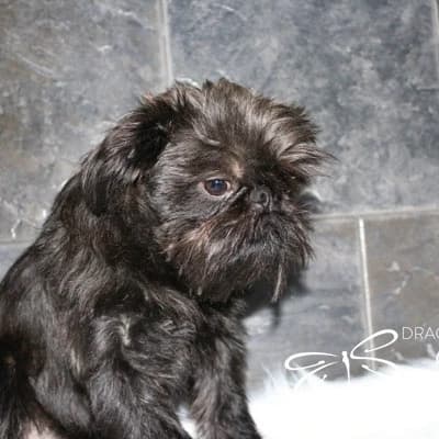 Brussel griffon retired