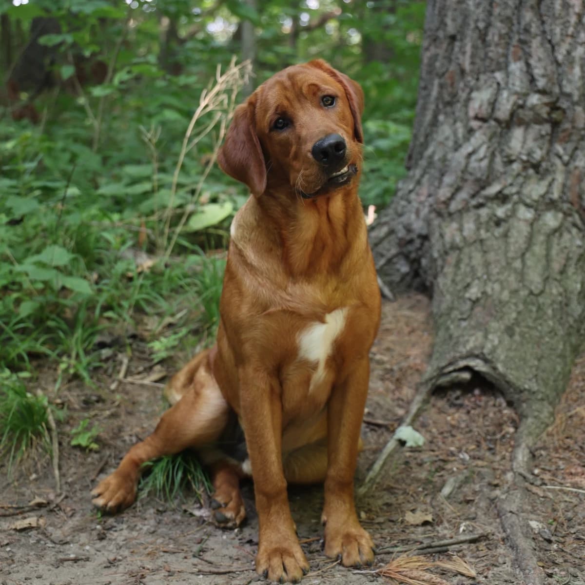 Charlie (Golden Retriever/Labrador Retriever Cross)