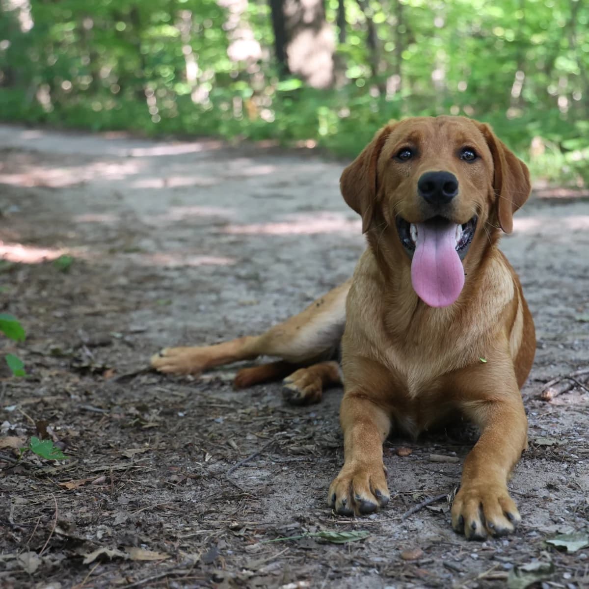 Leo -Goldador (Golden Retriever/Labrador Retriever Cross)