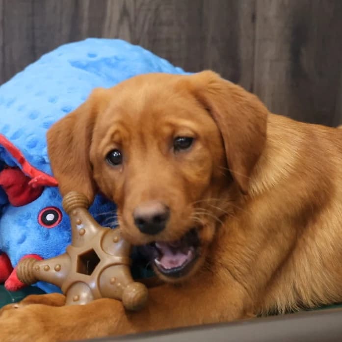 Stella -Goldador Pup