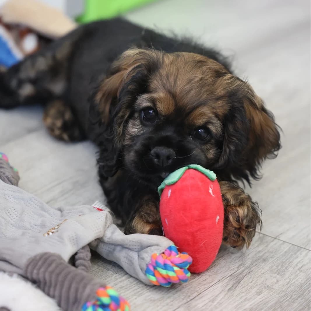 American Cocker Spaniel ~Snax