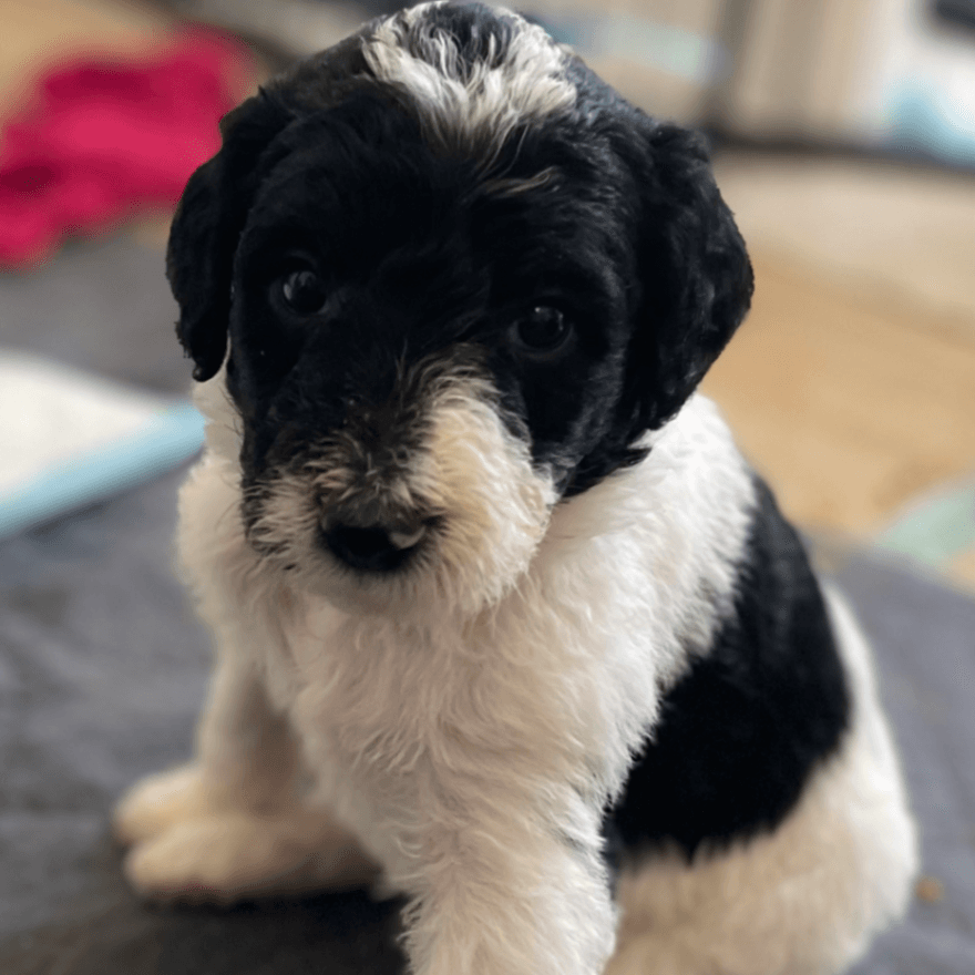 F1BB Labradoodle puppy