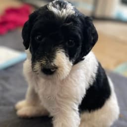 F1BB Labradoodle puppy