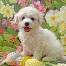 Yellow Collar Girl