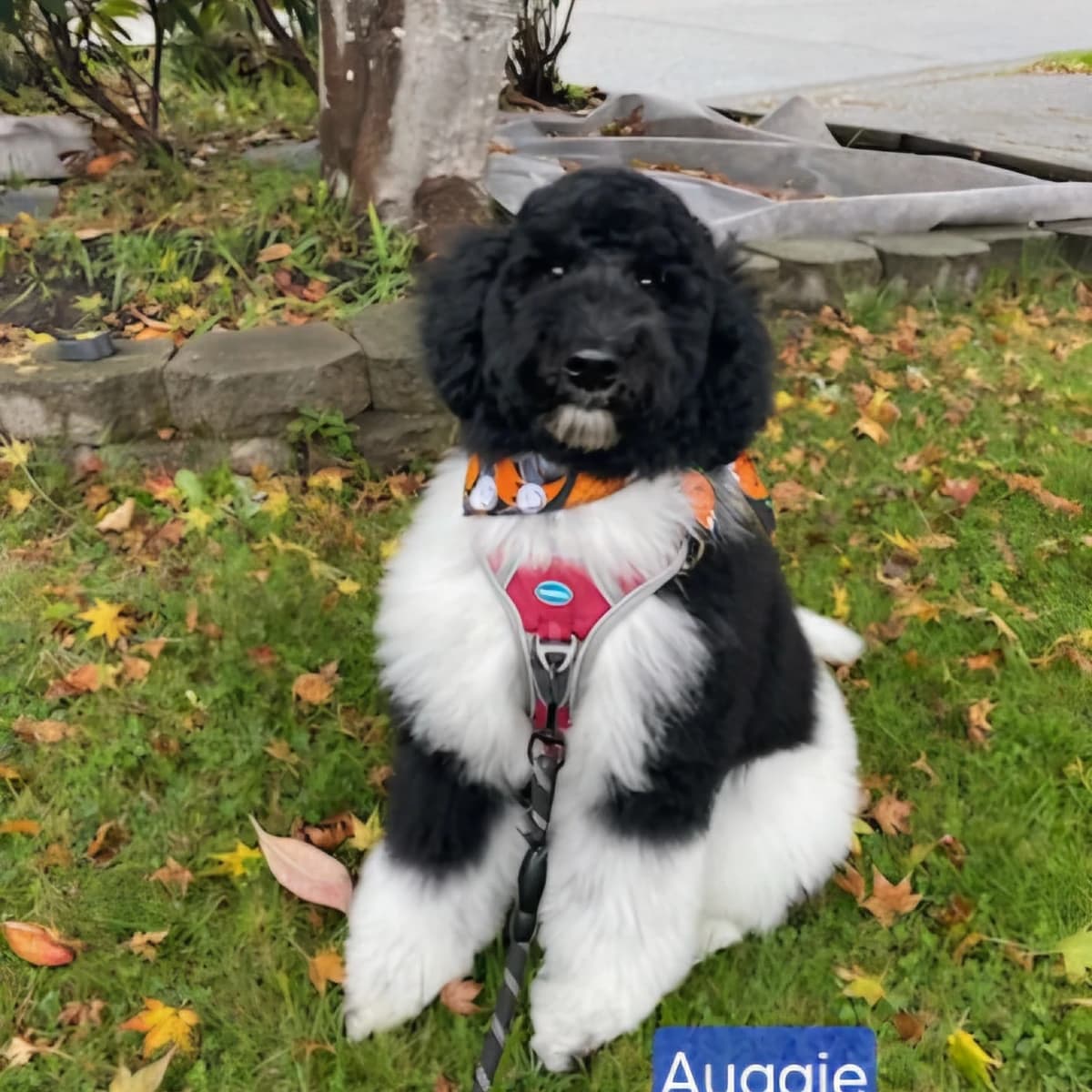 Labradoodle Puppies coming May 10th