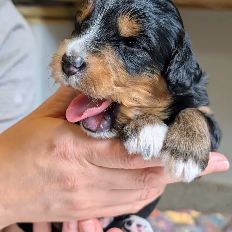 Élevage Pattes d'ours _ Yoda (yellow)