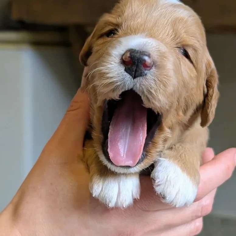 Élevage Pattes d'ours _ Luke (bleu)