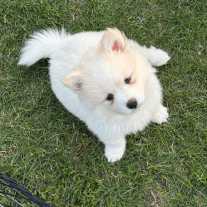 Merlin