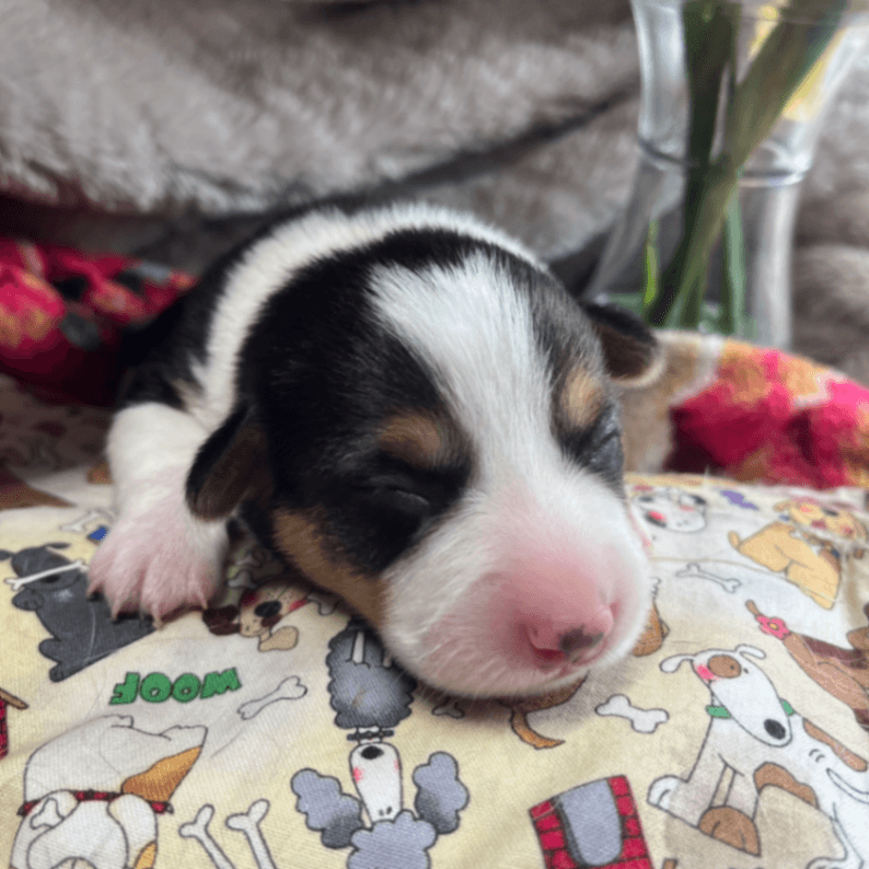 Corgi