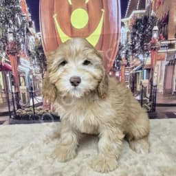 Dolce