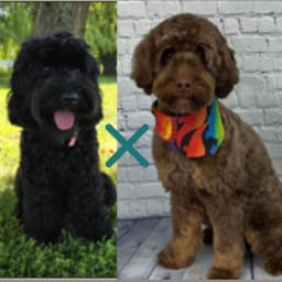 Sushi x Jonesy — Upcoming Litter
