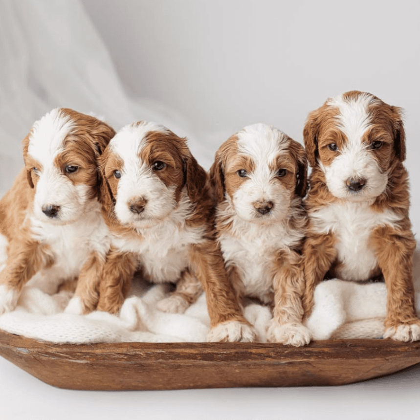 Mini Bernedoodle