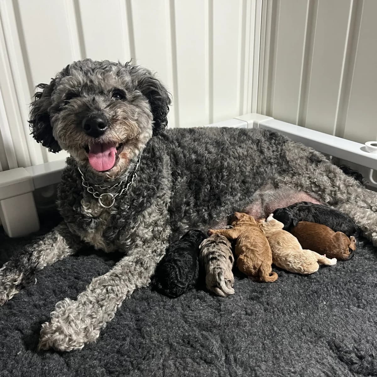 Tia x Willie — Winter 2026/Spring 2027 litter