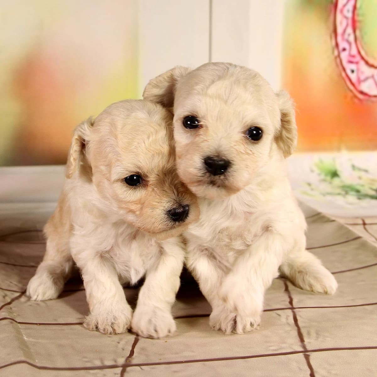 Bichon-Poodle Puppies expected July 2026
