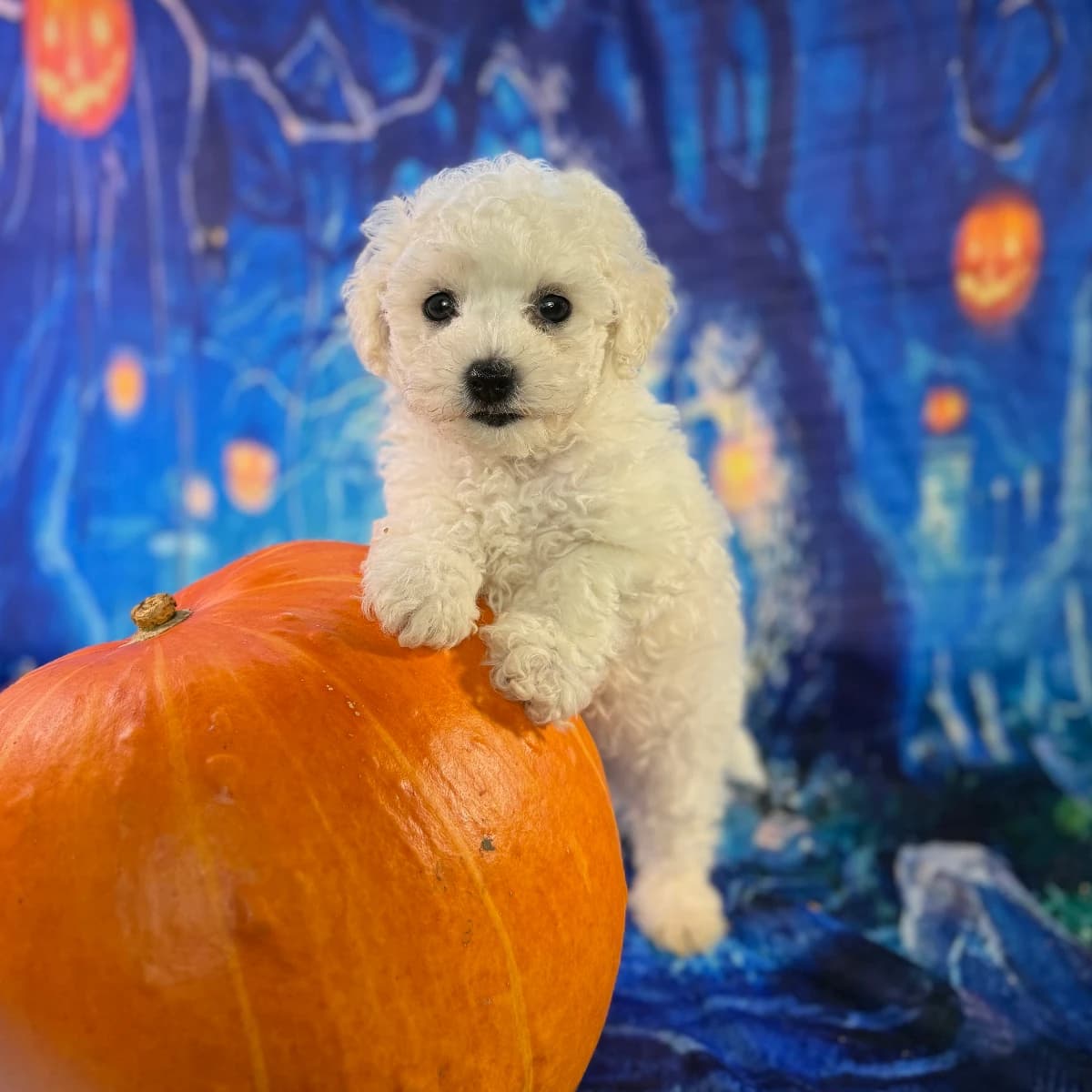Bichon Frise puppies born Aug. 4