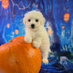 Bichon Frise puppies born Aug. 4