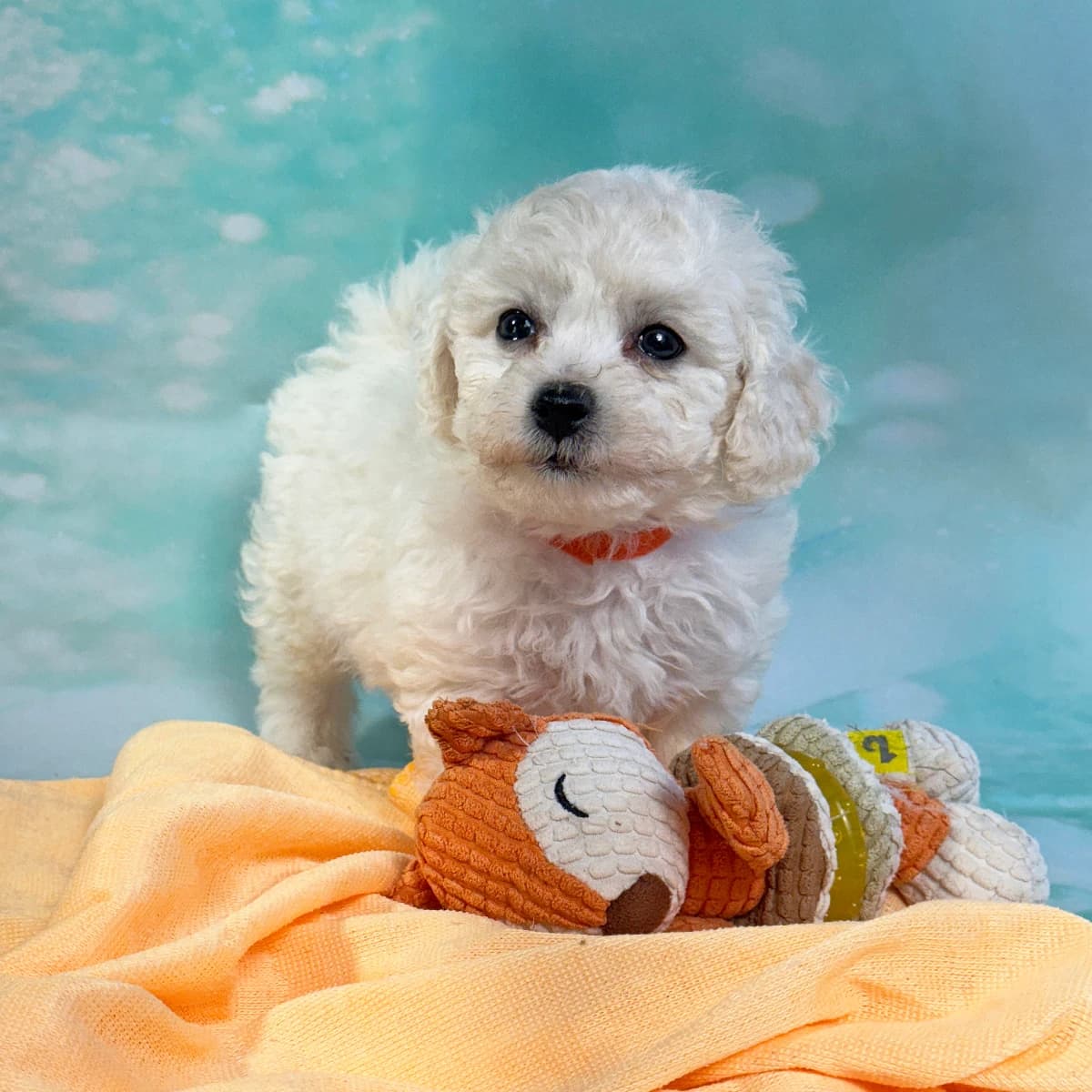 Bichon Frise Puppies coming soon!