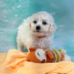 Bichon Frise Puppies coming soon!