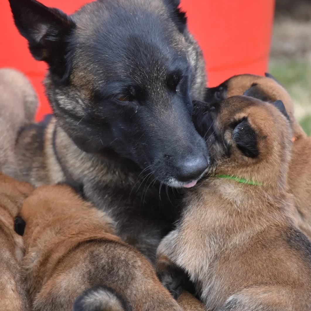 Neila x Taybo — March 2027 litter