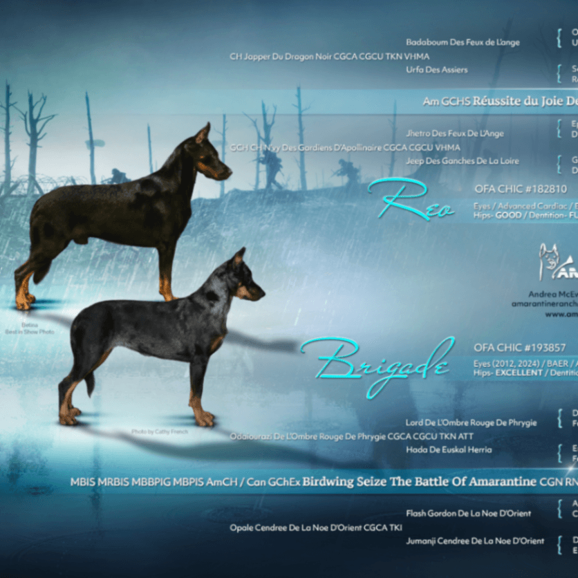 CKC Reg Beaucerons