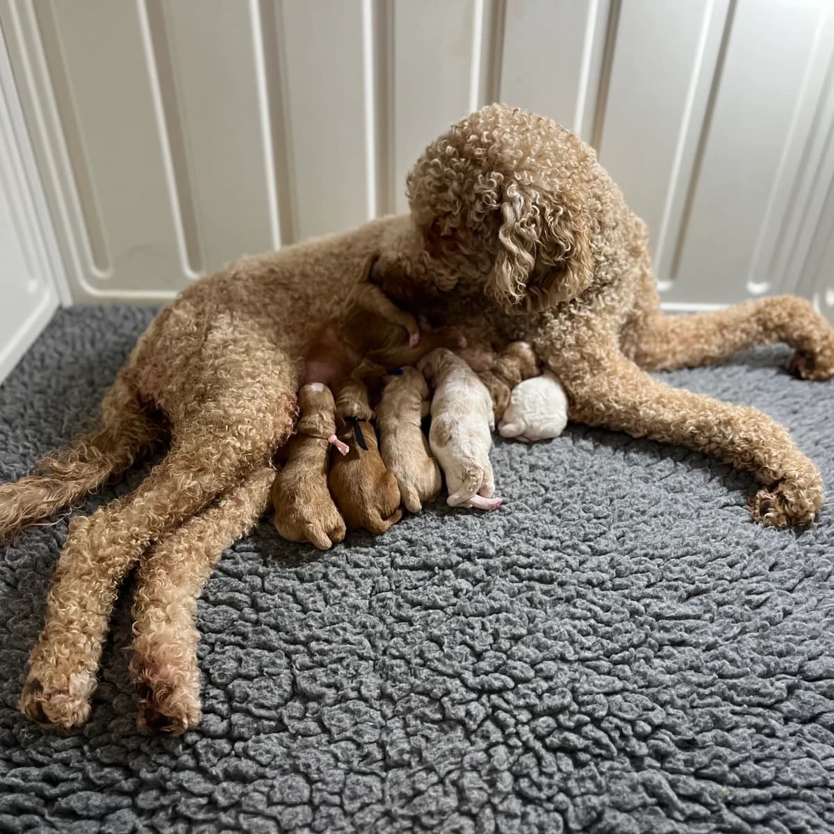 Abby x Rusty — Winter 2026/Spring 2027 litter