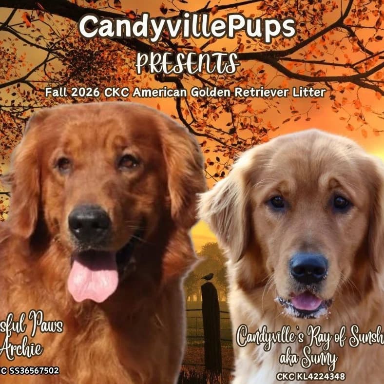 CKC American Golden Retriever Litter