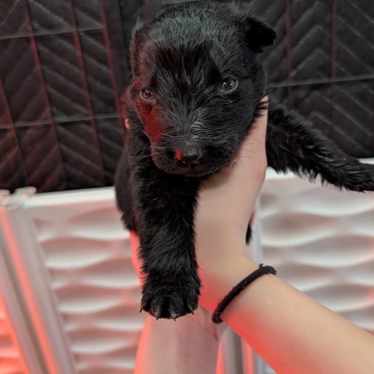 Victra & Kai litter due October 10/26